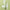 Voesh Vegan Body Cream | Green Tea