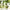 Voesh Vegan Body Cream | Green Tea