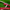 Holy Water Porcelain Cardinal