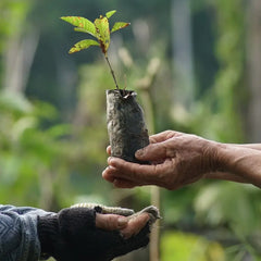 Pura Vida Charity Bracelet - One Tree Planted
