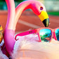 Flamingos on a Booze Cruise