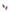 Kendra Scott Elle Bamboo Frame Drop Earrings | Gold Dark Purple Amethyst
