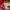 Nora Fleming Jolly Old Soul mini in a holiday setting (Jolly Old Soul)