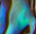 Silver Abalone