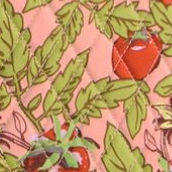 Tomato Vines